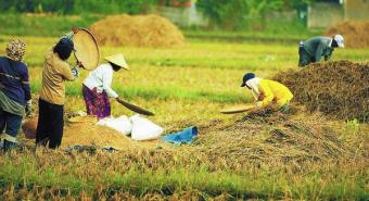 Panen Demplot di Stabat Capai 7,857 Ton per Hektare GKP