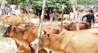 3.872 Ekor Sapi Impor Masuk Sumut