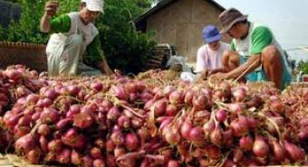 Petani Marelan Panen Bawang Merah dan Sayuran