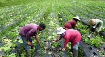 Harga Produk Hortikultura Harus Ditentukan Petani