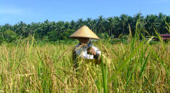 Petani Lembah Sabil Sudah Panen Padi