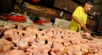 Harga Ayam Turun Jadi Rp 23.000/Kg