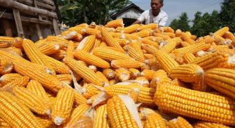 Ukuran Jagung Mengecil Akibat Kemarau