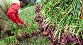 Marelan Pilot Project Penanaman Bawang Merah Dataran Rendah