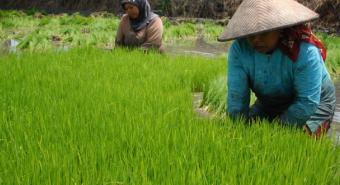 Penggunaan Jasa Buruh Tani dalam Panen Tinggi