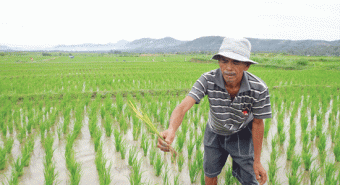 Puluhan Hektare Tanaman Padi di Dairi Terancam Gagal Panen