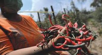 Petani Gagal Panen Akibat Erupsi, Bisa Dapat Cadangan Benih Nasional