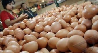 Harga Telur Ayam Naik Menjadi RP 1.100 Per Butir