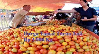 Harga Tomat Turun Jadi Rp 3.000/Kg