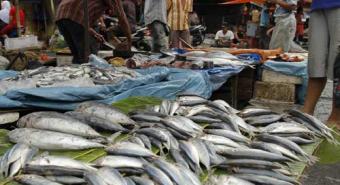 Harga Ikan Stabil, Pembeli Minim