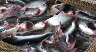 Tapteng Berpotensi Jadi Sentra Produksi Ikan Patin