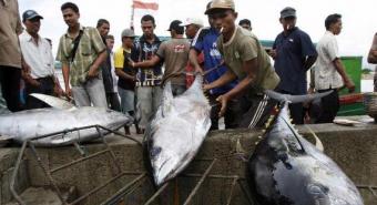 Pemerintah Klaim Impor Ikan Turun