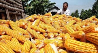 Jagung India Banjiri Sumut