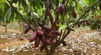 Konsumsi Meningkat, Kakao Sumut Bisa Terangkat