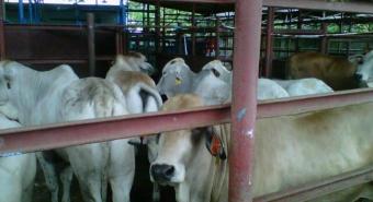 Kemendag Keluarkan Izin Impor Sapi 270 Ribu Ekor