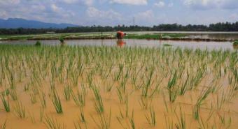 Lahan Padi yang Gagal Panen Kena Banjir Hanya 1,99% dari Area Tanam