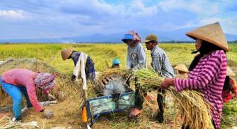 Menkeu: Musim Panen Dorong Deflasi