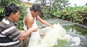 Ikan Nila Albino Mulai Dikembangkan Petani Dairi