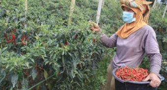 Petani Gambas Laut Panen Cabai Merah Melimpah