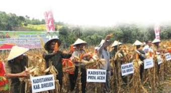 Bupati Hadiri Panen Raya Jagung Hibrida di Blang Gandai