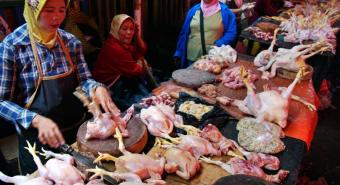 Harga Ayam Potong di Panyabungan Stabil