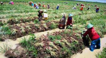 Petani Keluhkan Penurunan Harga Bawang