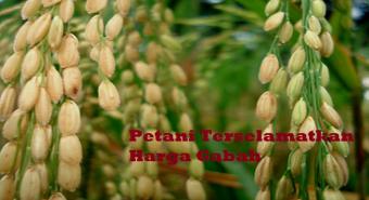 Produktivitas Padi Turun, Petani Terselamatkan Harga Gabah