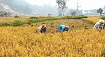 Petani Patumbak Gagal Panen