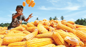 Produksi Jagung Sumut Capai 517.819 Ton