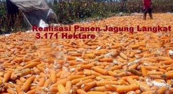 Realisasi Panen Jagung Langkat 3.171 Hektare