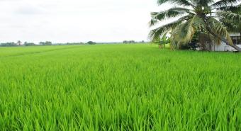 Produksi Padi Cetak Sawah Deliserdang 4,5 Ton per Hektare