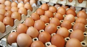 Harga Telur Ayam Bergerak Naik, Tembus Rp 1.700/Butir