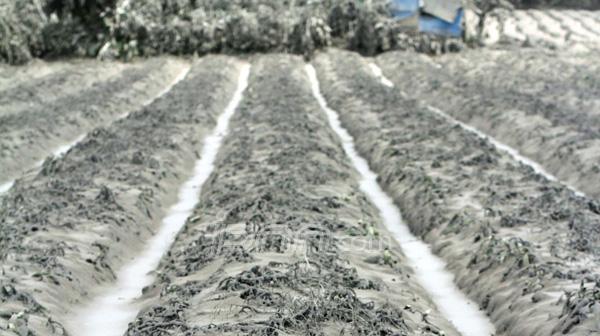 Kerugian Pertanian dari Letusan Gunung Sinabung Lebih Parah dari Kelud