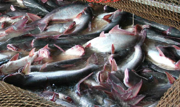 Harga Ikan di Banda Aceh Turun