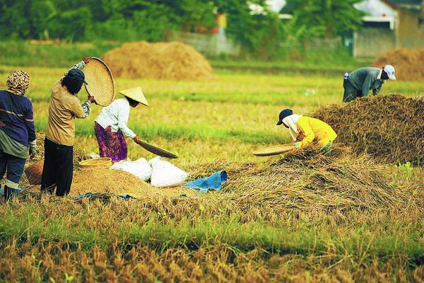 Panen Demplot di Stabat Capai 7,857 Ton per Hektare GKP