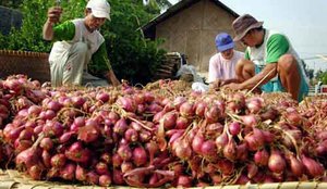 Petani Marelan Panen Bawang Merah dan Sayuran