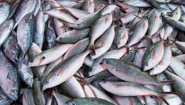 Sejak 2014, Susi: Produksi Ikan Tangkap di Dalam Negeri Meningkat Signifikan