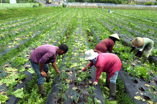 Harga Produk Hortikultura Harus Ditentukan Petani