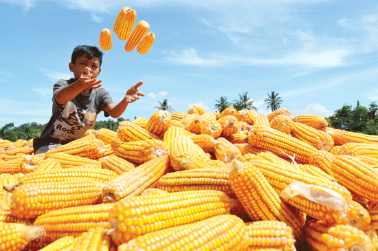 Bulog: Impor Jagung untuk Stabilisasi Harga