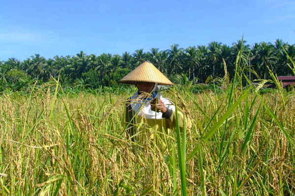 Petani Lembah Sabil Sudah Panen Padi