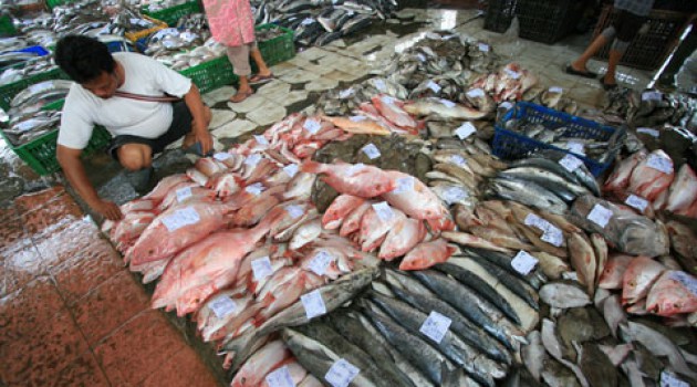 Harga Ikan di Belawan Turun