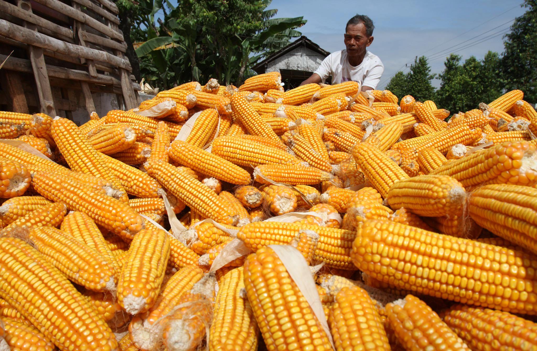 Ukuran Jagung Mengecil Akibat Kemarau