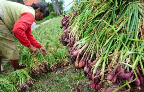 Marelan Pilot Project Penanaman Bawang Merah Dataran Rendah