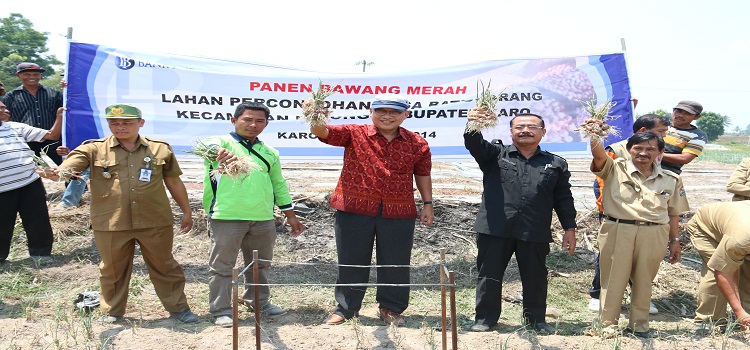 BI Jadikan Karo Pilot Project Penanaman Bawang Merah