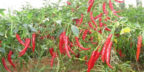 Musim Panas Ganggu Produksi Cabai Merah Petani