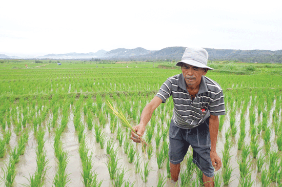 Puluhan Hektare Tanaman Padi di Dairi Terancam Gagal Panen