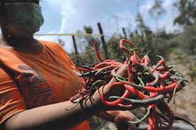 Petani Gagal Panen Akibat Erupsi, Bisa Dapat Cadangan Benih Nasional