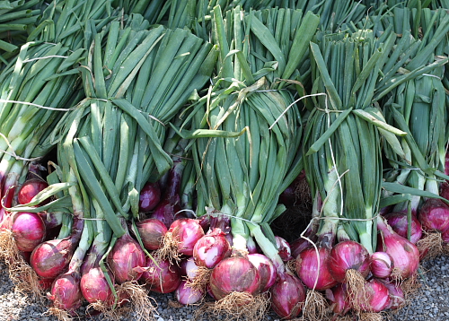 Panen Bawang Merah