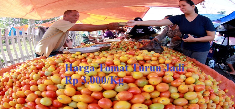 Harga Tomat Turun Jadi Rp 3.000/Kg