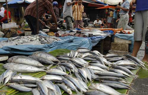 Harga Ikan Stabil, Pembeli Minim